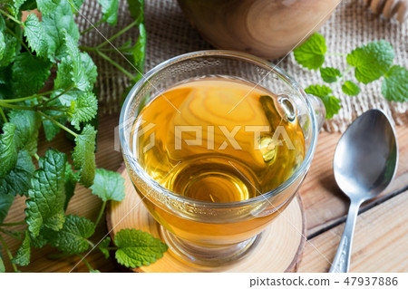 A cup of melissa tea with fresh melissa twigs A cup of melissa tea with fresh melissa twigs 47937886