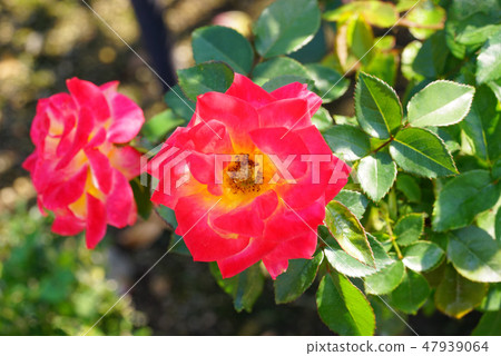 Roses Pictures Parasol 47939064