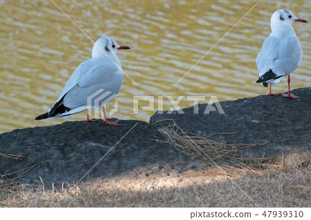 Uricamome of the Imperial Palace Uricamome of the Imperial Palace 47939310