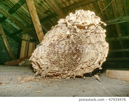 Nest of european paper wasps. 47939476