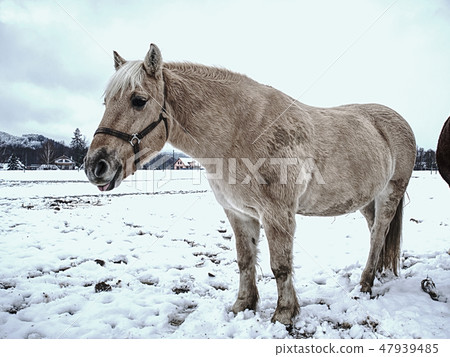 Isabella white horse in snow. Winter life 47939485