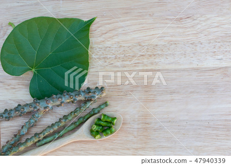 Tinospora crispa,heart leaved moonseed on wooden Tinospora crispa,heart leaved moonseed on wooden 47940339