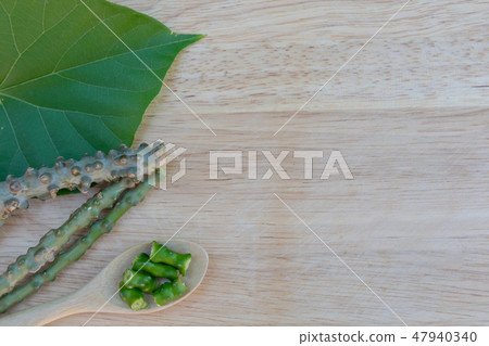 Tinospora crispa,heart leaved moonseed on wooden 47940340