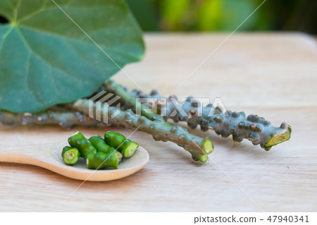 Tinospora crispa,heart leaved moonseed on wooden 47940341