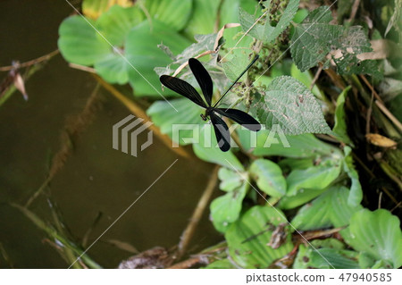 Hagorotorbo 47940585