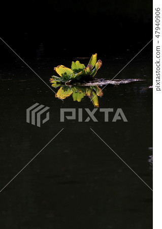 Water plants Water plants 47940906