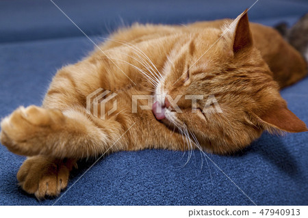 Red cat with a funny 47940913