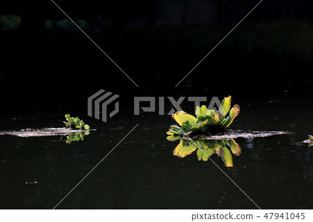 Water plants Water plants 47941045