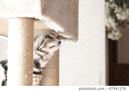 貓嗅貓塔 47941176