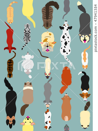 Seamless design for dogs and cats High angle Seamless design for dogs and cats High angle 47941384