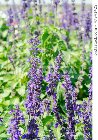 purple Angelonia goyazensis Benth with green purple Angelonia goyazensis Benth with green 47941425