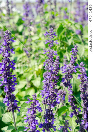 purple Angelonia goyazensis Benth with green purple Angelonia goyazensis Benth with green 47941426