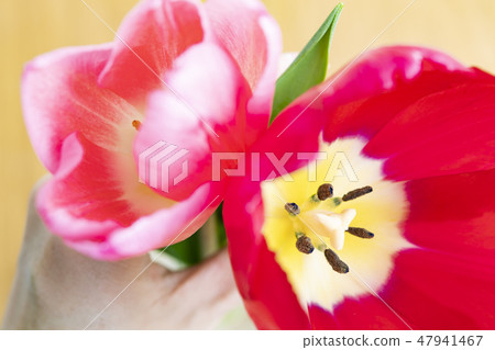 鬱金香花瓶 鬱金香花瓶 47941467