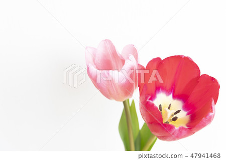 鬱金香花瓶 鬱金香花瓶 47941468