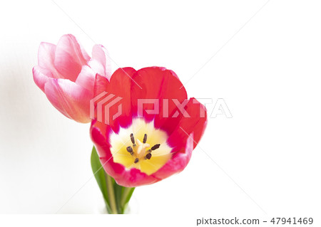 鬱金香花瓶 鬱金香花瓶 47941469