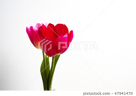 鬱金香花瓶 47941470