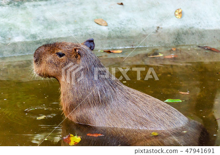 capybara (Hydrochaeris hydrochaeris) life in water capybara (Hydrochaeris hydrochaeris) life in water 47941691