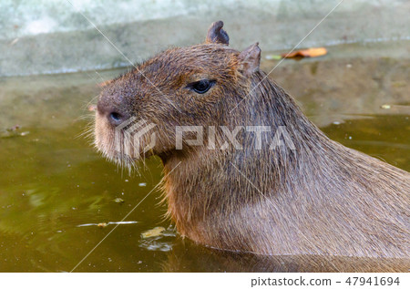 capybara (Hydrochaeris hydrochaeris) life in water capybara (Hydrochaeris hydrochaeris) life in water 47941694