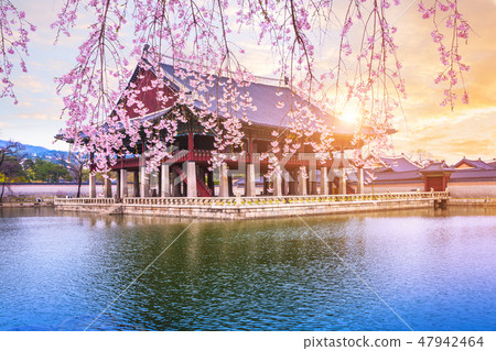 Gyeongbokgung palace with cherry blossom tree Gyeongbokgung palace with cherry blossom tree 47942464