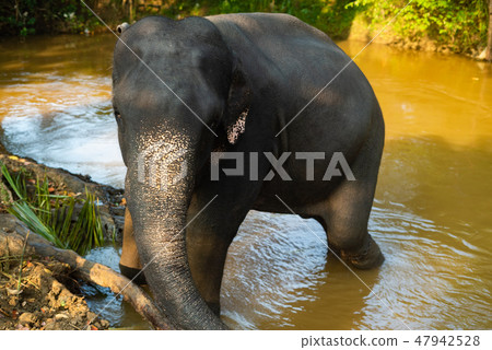 Sri lanka elephant in water one meek into frame Sri lanka elephant in water one meek into frame 47942528