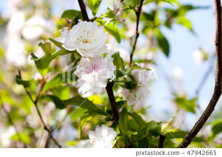 Chicken breast Chicken breast 47942665