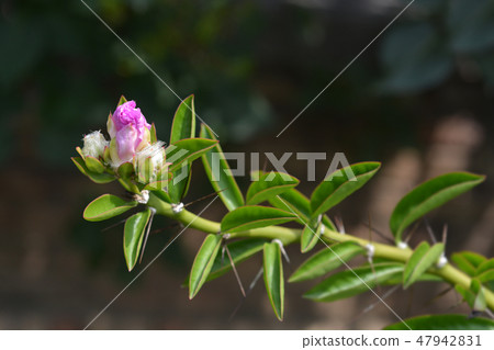 Rose cactus 47942831