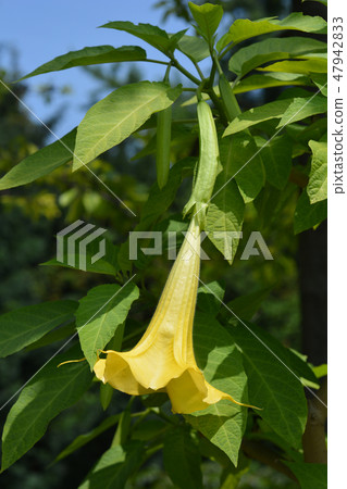 Angels trumpet 47942833