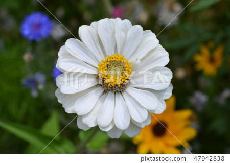 Common zinnia 47942838