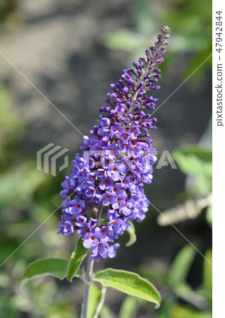 Summer lilac 47942844