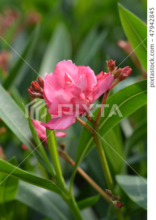 Common oleander Common oleander 47942845