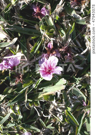 Cold scallops (scattered scarlet cherry) 47943078