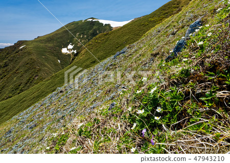 高山植物盛開的初夏谷川山峰·Mogura dake ridgeline 高山植物盛開的初夏谷川山峰·Mogura dake ridgeline 47943210