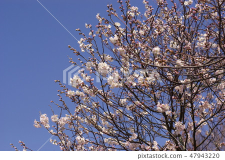 Cherry blossom viewing on Sunday Cherry blossom viewing on Sunday 47943220