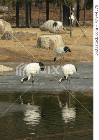 Cranes, Seoul National University Park, Gwacheon, Gyeonggi-do Cranes, Seoul National University Park, Gwacheon, Gyeonggi-do 47944379