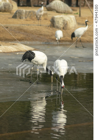 Cranes, Seoul National University Park, Gwacheon, Gyeonggi-do Cranes, Seoul National University Park, Gwacheon, Gyeonggi-do 47944380