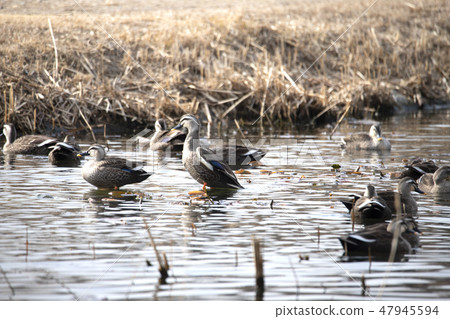 Mallard in a pond Mallard in a pond 47945594