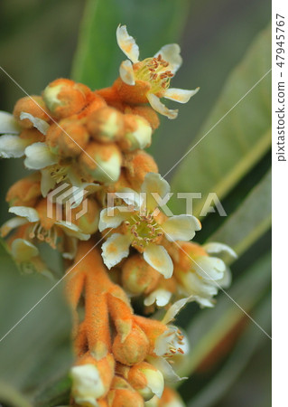 Flower of loquat 47945767