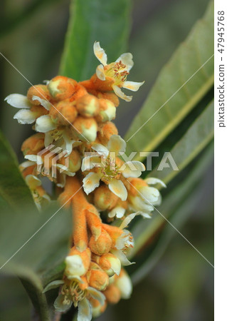Flower of loquat 47945768