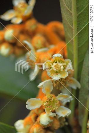 Flower of loquat 47945773