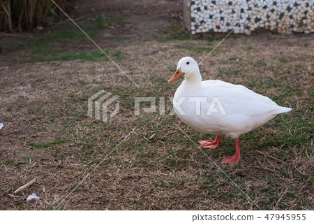 Domestic village ducks on green grass outdoors Domestic village ducks on green grass outdoors 47945955