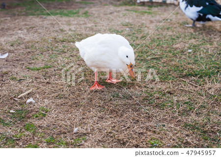 Domestic village ducks on green grass outdoors Domestic village ducks on green grass outdoors 47945957
