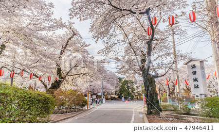 Landscape of Numata Castle in spring Landscape of Numata Castle in spring 47946411
