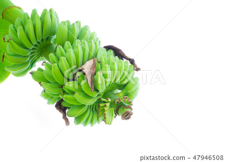 banana raw and bunch on the tree in nature banana raw and bunch on the tree in nature 47946508