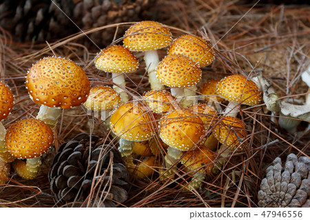 Shaggy pholiota mushroom 47946556