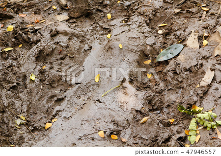 Crocodile footprints 47946557