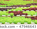 Organic salad vegetable food 47946643