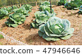 Organic cabbage vegetable 47946646
