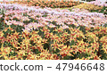 lily blooming in the garden 47946648