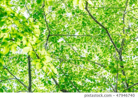 New green image New green image 47946740