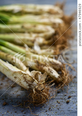 raw calcots, onions typical of Catalonia, Spain 47946929